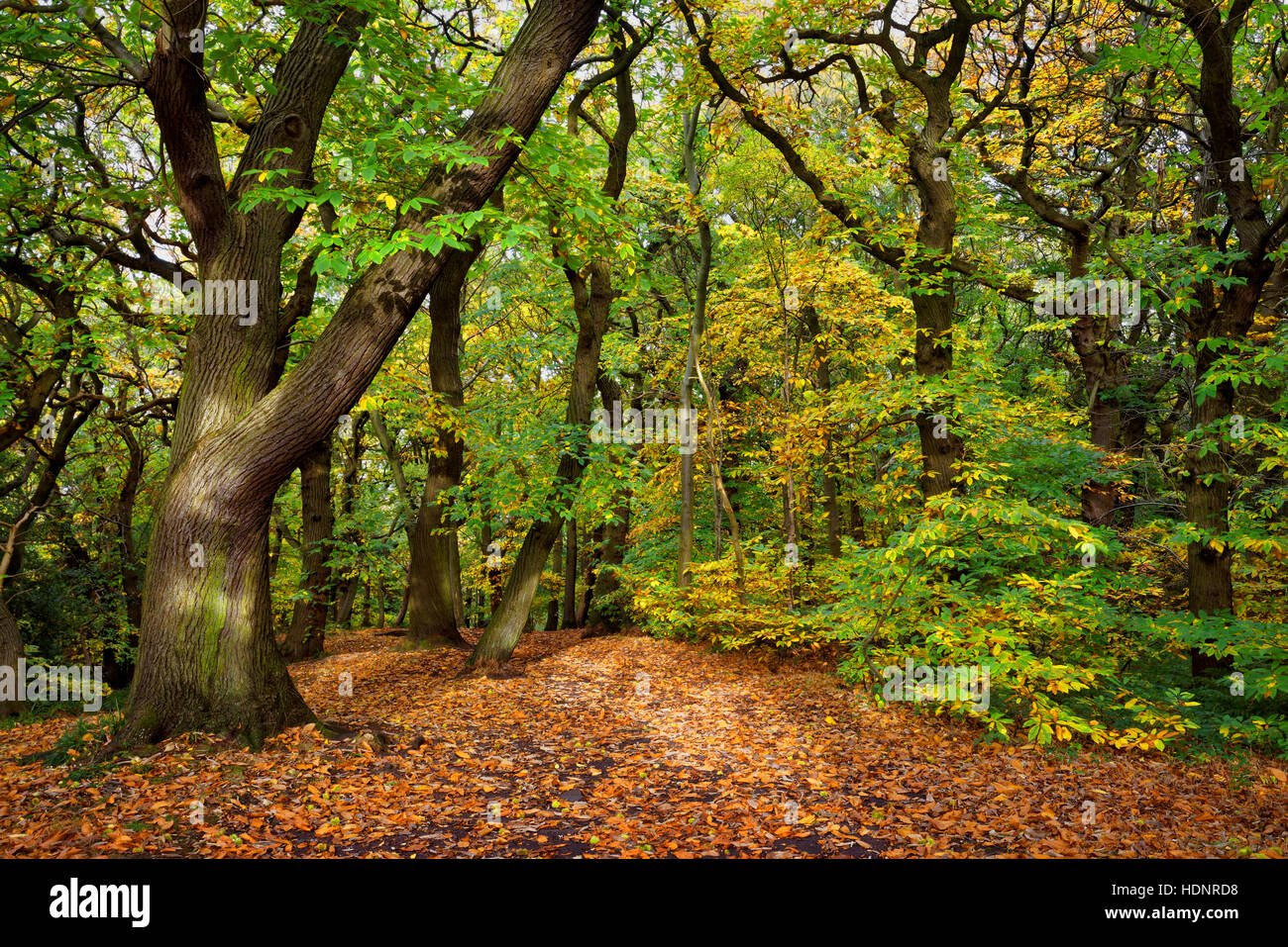 UK,South Yorkshire,Sheffield,Ecclesall Woods in Autumn Stock Photo