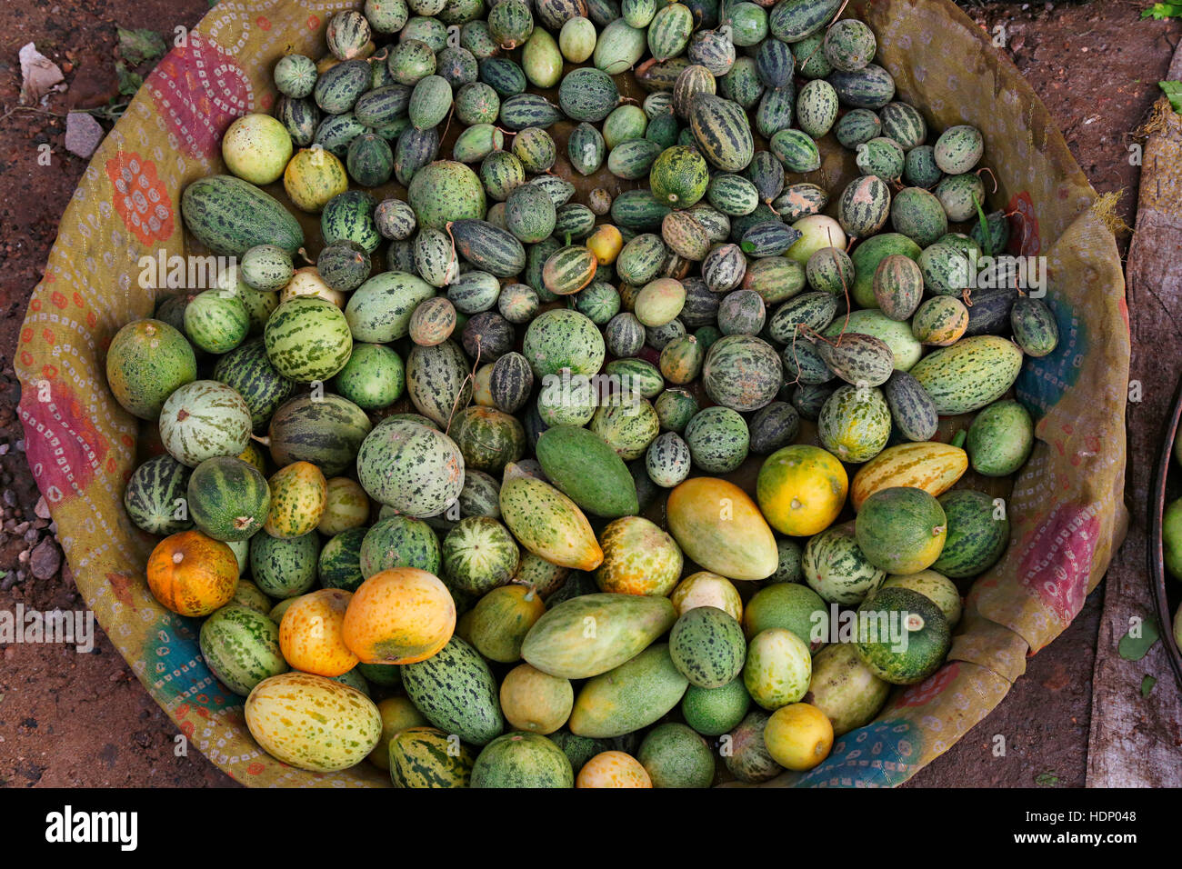 Cantaloupe or muskmelon or kharbuja India, Ajmer city, Rajasthan India