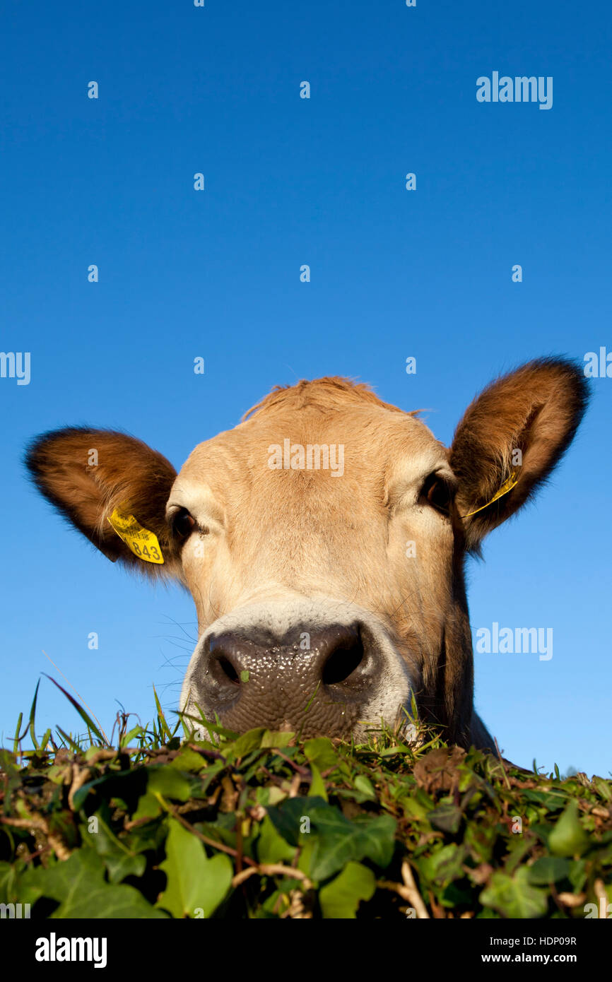 Europe, Germany, North Rhine-Westphalia, Herdecke, cow is looking over an ivy covered wall. Stock Photo