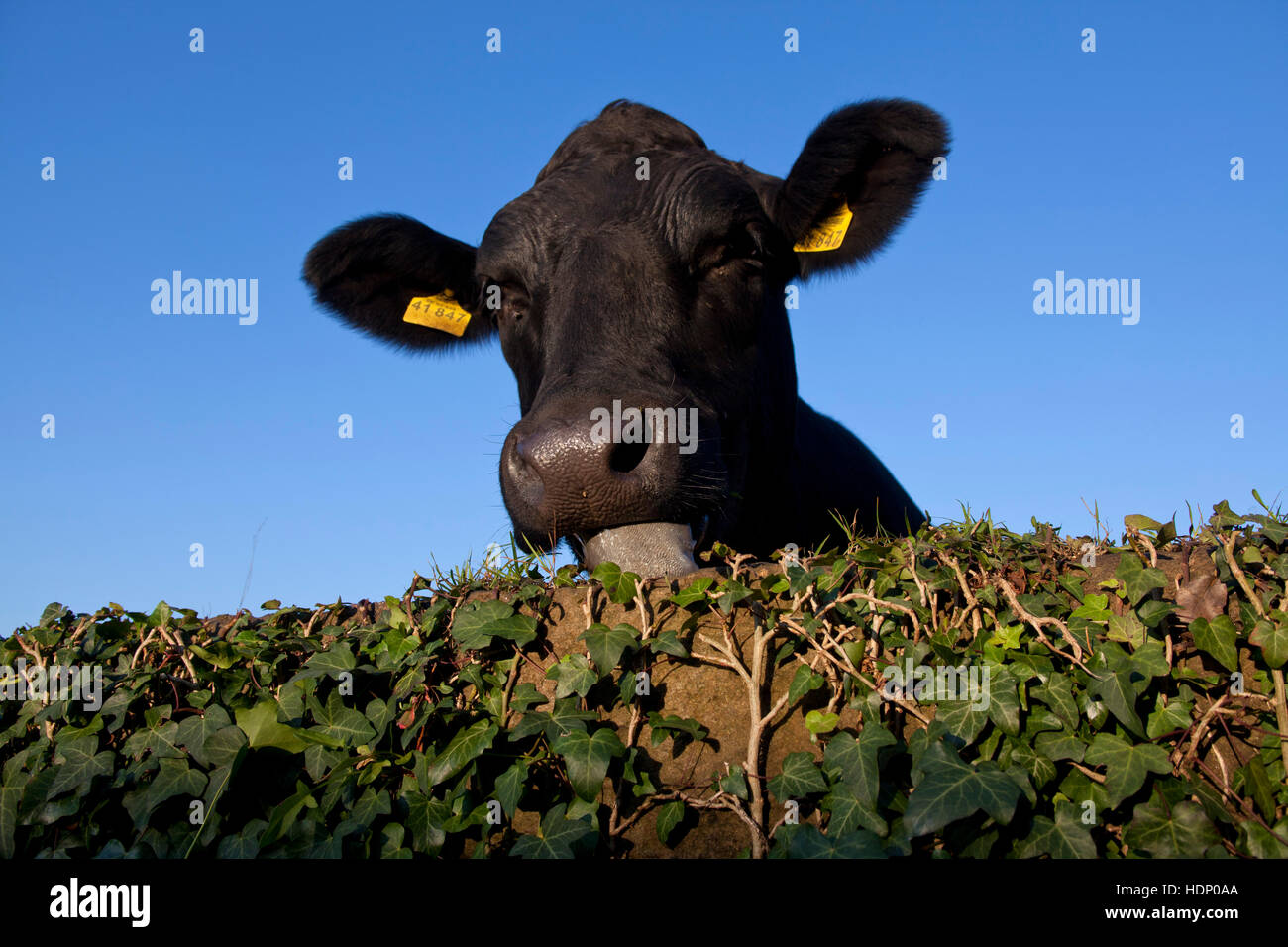 Europe, Germany, North Rhine-Westphalia, Herdecke, cow is eating the ivy leaves on a wall. Stock Photo