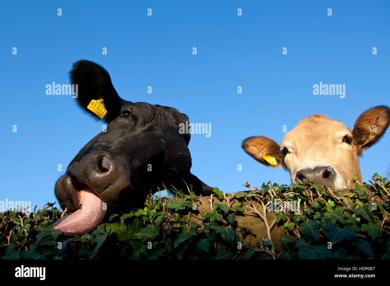 Europe, Germany, North Rhine-Westphalia, Herdecke, cows are looking over an ivy covered wal, the left cow is eating the ivy leaves. Stock Photo
