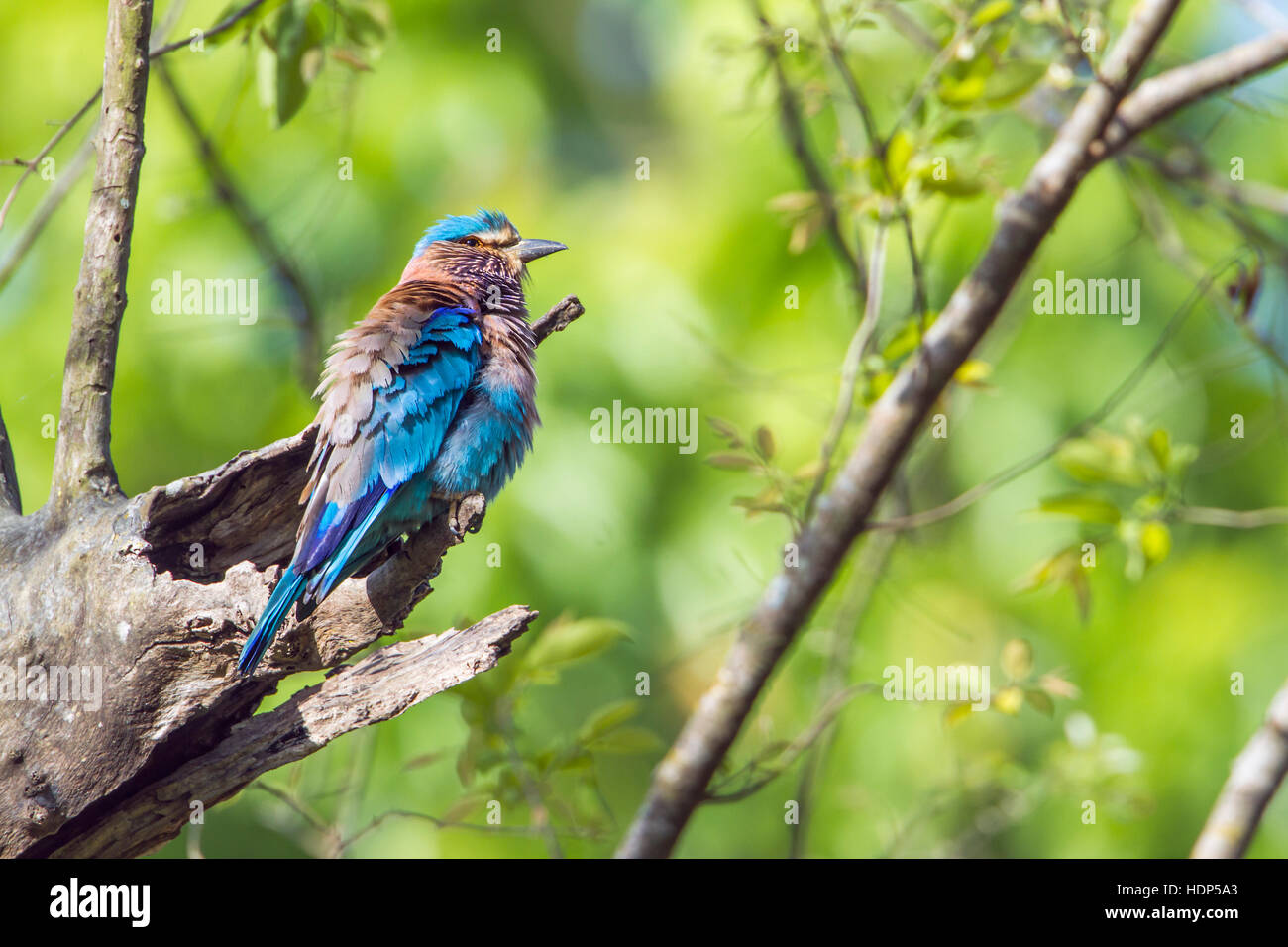 Indian roller Bardia national park, Nepal ; specie Coracias ...