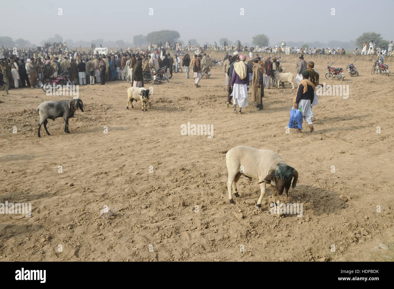 Villagers watch sheep fighting each other to annual sheep fighting festival in. The people and farmers round up their finest fighting sheep and gathered among friends to cheer on the creatures as they violently rammed into each other until their horns fell off. The “Small-Tail Han Sheep” known for their head-butting abilities, battled it out in front of hundreds of onlookers who were able to distinguish the animals by their drawn-on marks. The sheep were then divided according to age and weight in the single-elimination match. (Photo by Zubair Abbasi/Pacific Press) Stock Photo