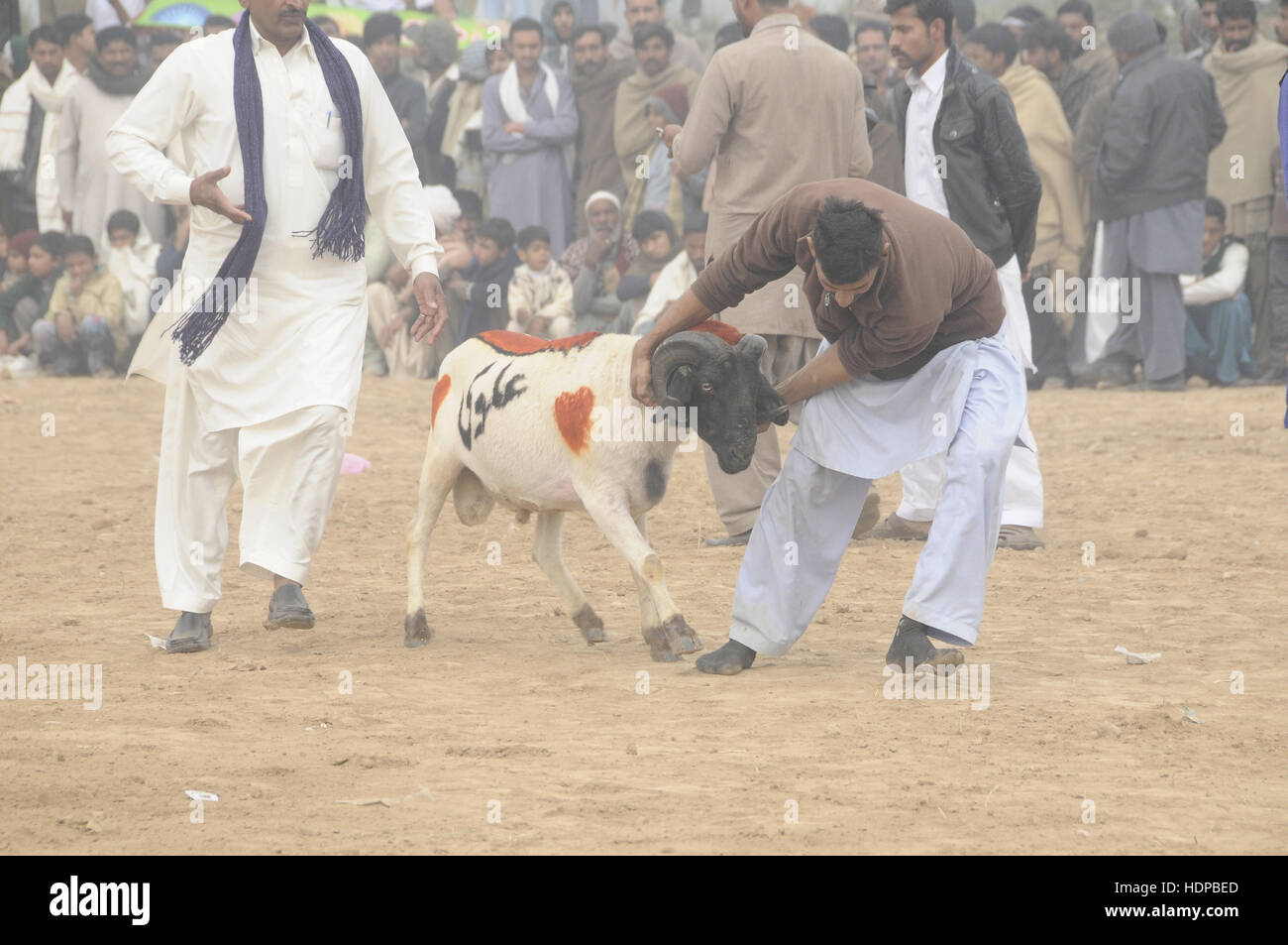 Villagers watch sheep fighting each other to annual sheep fighting festival in. The people and farmers round up their finest fighting sheep and gathered among friends to cheer on the creatures as they violently rammed into each other until their horns fell off. The “Small-Tail Han Sheep” known for their head-butting abilities, battled it out in front of hundreds of onlookers who were able to distinguish the animals by their drawn-on marks. The sheep were then divided according to age and weight in the single-elimination match. (Photo by Zubair Abbasi/Pacific Press) Stock Photo