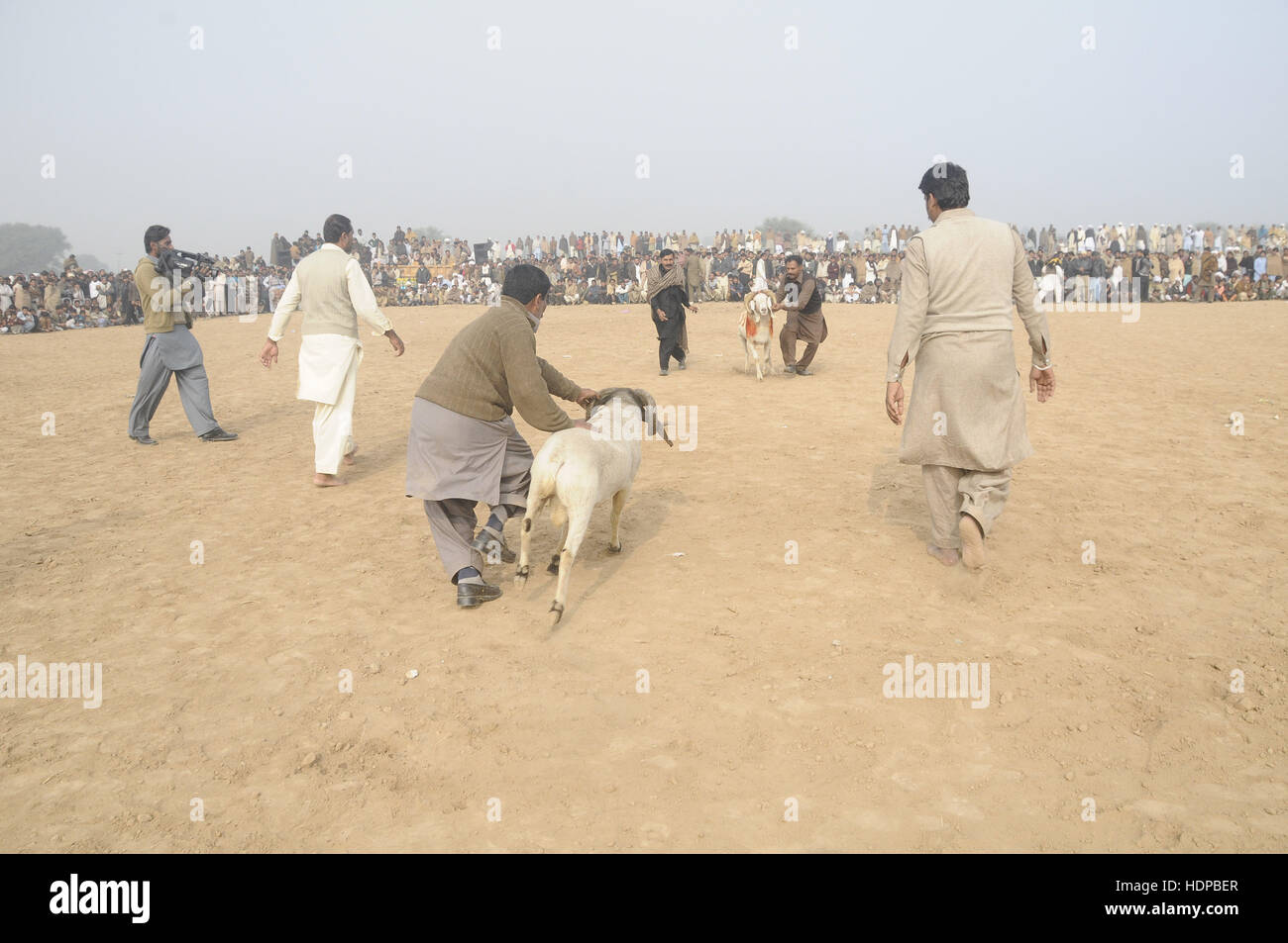 Villagers watch sheep fighting each other to annual sheep fighting festival in. The people and farmers round up their finest fighting sheep and gathered among friends to cheer on the creatures as they violently rammed into each other until their horns fell off. The “Small-Tail Han Sheep” known for their head-butting abilities, battled it out in front of hundreds of onlookers who were able to distinguish the animals by their drawn-on marks. The sheep were then divided according to age and weight in the single-elimination match. (Photo by Zubair Abbasi/Pacific Press) Stock Photo