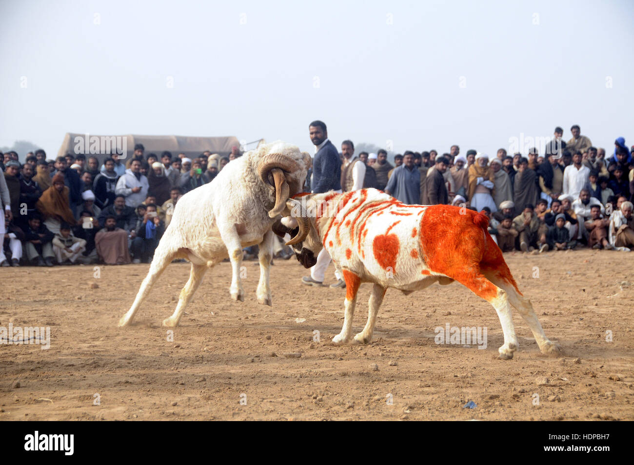 Villagers watch sheep fighting each other to annual sheep fighting festival in. The people and farmers round up their finest fighting sheep and gathered among friends to cheer on the creatures as they violently rammed into each other until their horns fell off. The “Small-Tail Han Sheep” known for their head-butting abilities, battled it out in front of hundreds of onlookers who were able to distinguish the animals by their drawn-on marks. The sheep were then divided according to age and weight in the single-elimination match. (Photo by Zubair Abbasi/Pacific Press) Stock Photo