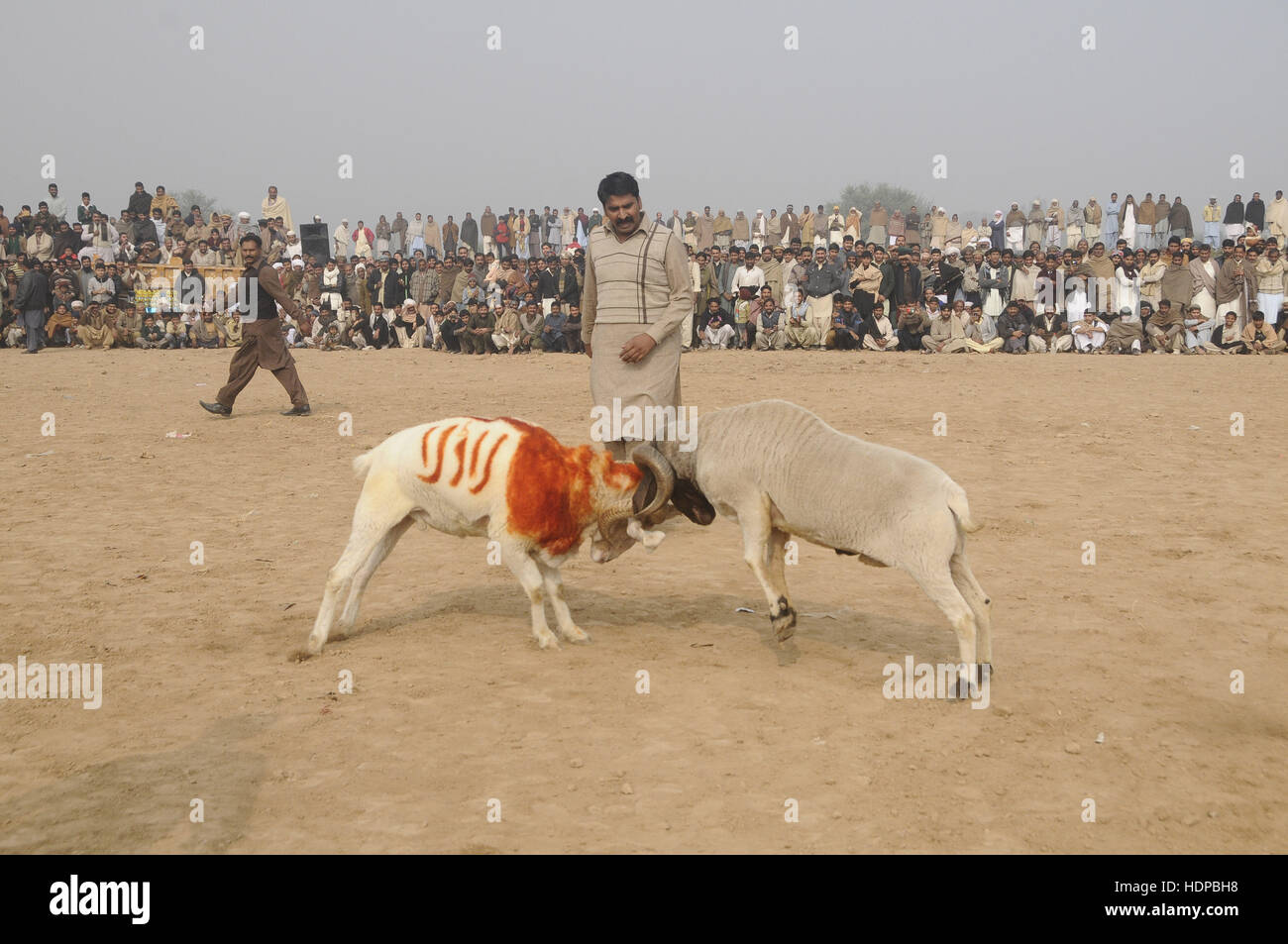 Villagers watch sheep fighting each other to annual sheep fighting festival in. The people and farmers round up their finest fighting sheep and gathered among friends to cheer on the creatures as they violently rammed into each other until their horns fell off. The “Small-Tail Han Sheep” known for their head-butting abilities, battled it out in front of hundreds of onlookers who were able to distinguish the animals by their drawn-on marks. The sheep were then divided according to age and weight in the single-elimination match. (Photo by Zubair Abbasi/Pacific Press) Stock Photo