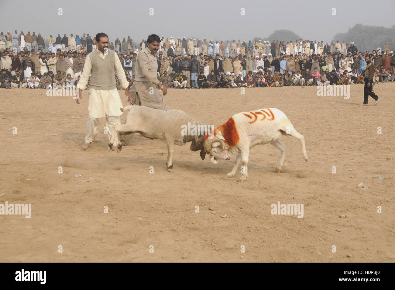 Villagers watch sheep fighting each other to annual sheep fighting festival in. The people and farmers round up their finest fighting sheep and gathered among friends to cheer on the creatures as they violently rammed into each other until their horns fell off. The “Small-Tail Han Sheep” known for their head-butting abilities, battled it out in front of hundreds of onlookers who were able to distinguish the animals by their drawn-on marks. The sheep were then divided according to age and weight in the single-elimination match. (Photo by Zubair Abbasi/Pacific Press) Stock Photo