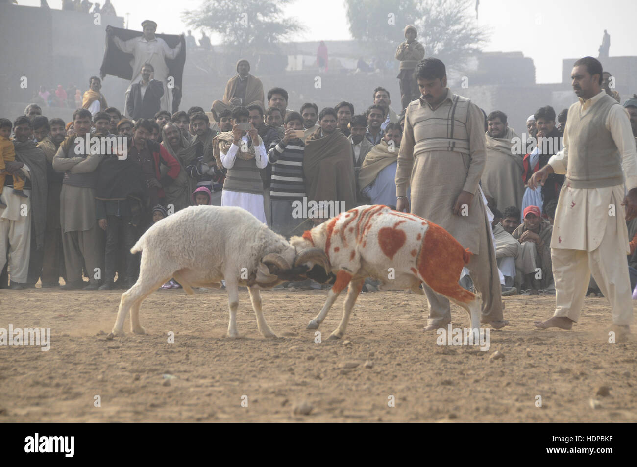 Villagers watch sheep fighting each other to annual sheep fighting festival in. The people and farmers round up their finest fighting sheep and gathered among friends to cheer on the creatures as they violently rammed into each other until their horns fell off. The “Small-Tail Han Sheep” known for their head-butting abilities, battled it out in front of hundreds of onlookers who were able to distinguish the animals by their drawn-on marks. The sheep were then divided according to age and weight in the single-elimination match. (Photo by Zubair Abbasi/Pacific Press) Stock Photo