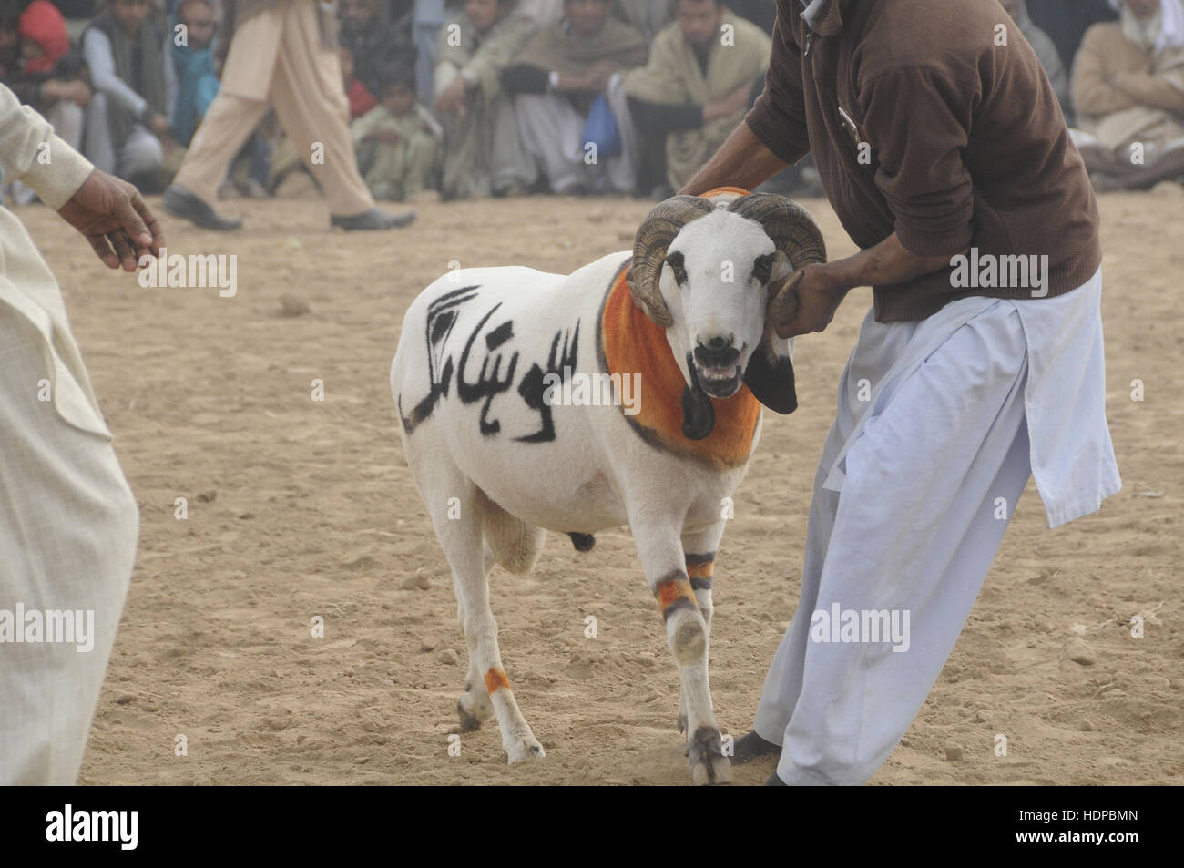 Villagers watch sheep fighting each other to annual sheep fighting festival in. The people and farmers round up their finest fighting sheep and gathered among friends to cheer on the creatures as they violently rammed into each other until their horns fell off. The “Small-Tail Han Sheep” known for their head-butting abilities, battled it out in front of hundreds of onlookers who were able to distinguish the animals by their drawn-on marks. The sheep were then divided according to age and weight in the single-elimination match. (Photo by Zubair Abbasi/Pacific Press) Stock Photo