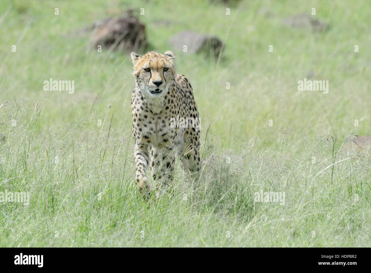 Cheetah (Acinonix jubatus) walking on savanna, Maasai Mara National Reserve, Kenya Stock Photo