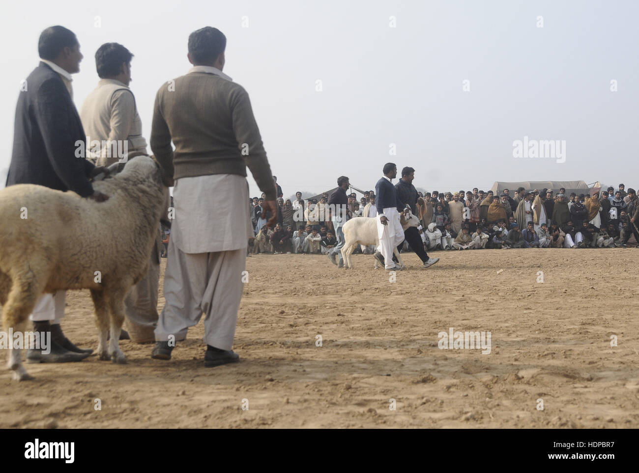 Villagers watch sheep fighting each other to annual sheep fighting festival in. The people and farmers round up their finest fighting sheep and gathered among friends to cheer on the creatures as they violently rammed into each other until their horns fell off. The “Small-Tail Han Sheep” known for their head-butting abilities, battled it out in front of hundreds of onlookers who were able to distinguish the animals by their drawn-on marks. The sheep were then divided according to age and weight in the single-elimination match. (Photo by Zubair Abbasi/Pacific Press) Stock Photo