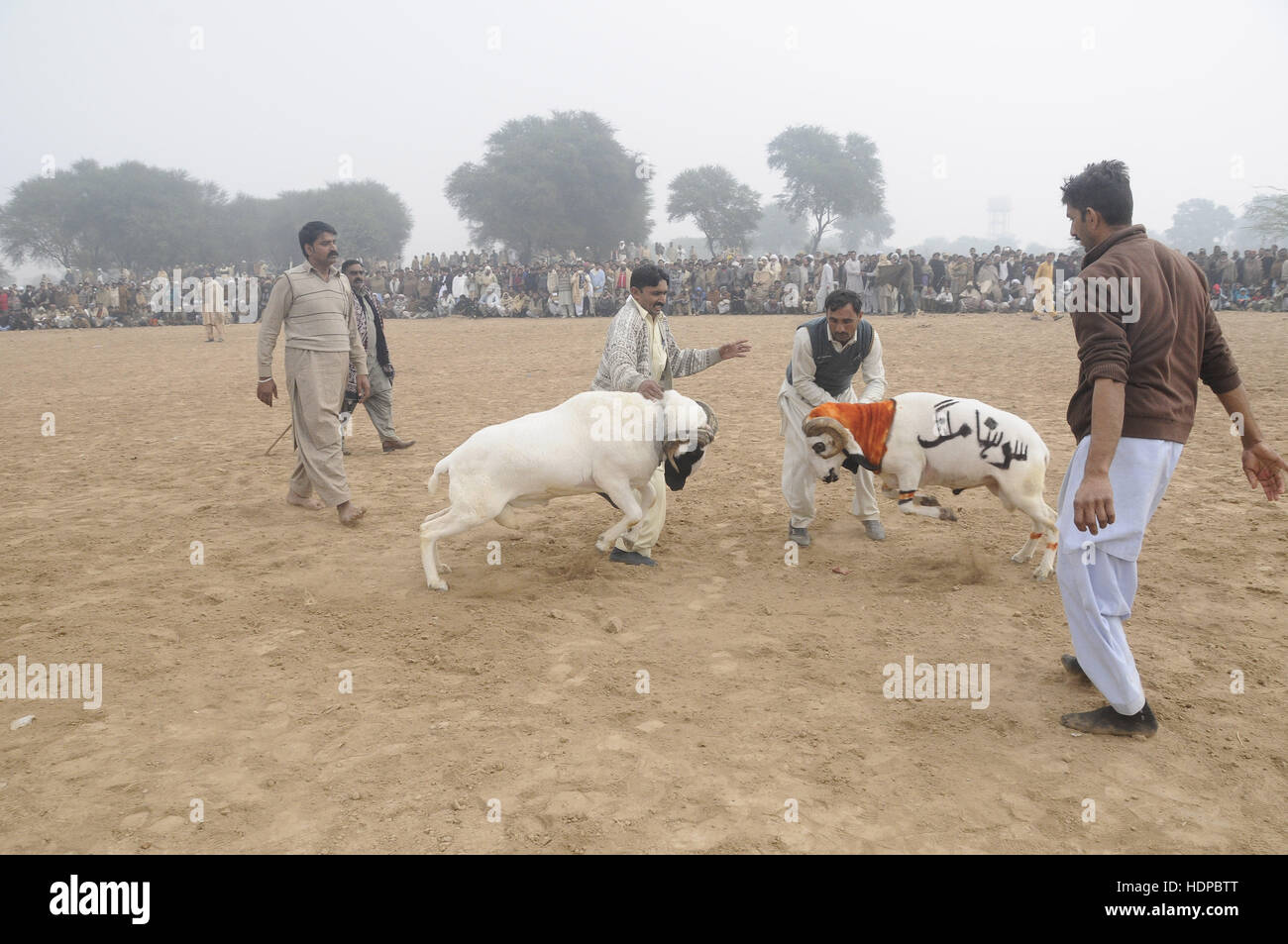 Villagers watch sheep fighting each other to annual sheep fighting festival in. The people and farmers round up their finest fighting sheep and gathered among friends to cheer on the creatures as they violently rammed into each other until their horns fell off. The “Small-Tail Han Sheep” known for their head-butting abilities, battled it out in front of hundreds of onlookers who were able to distinguish the animals by their drawn-on marks. The sheep were then divided according to age and weight in the single-elimination match. (Photo by Zubair Abbasi/Pacific Press) Stock Photo