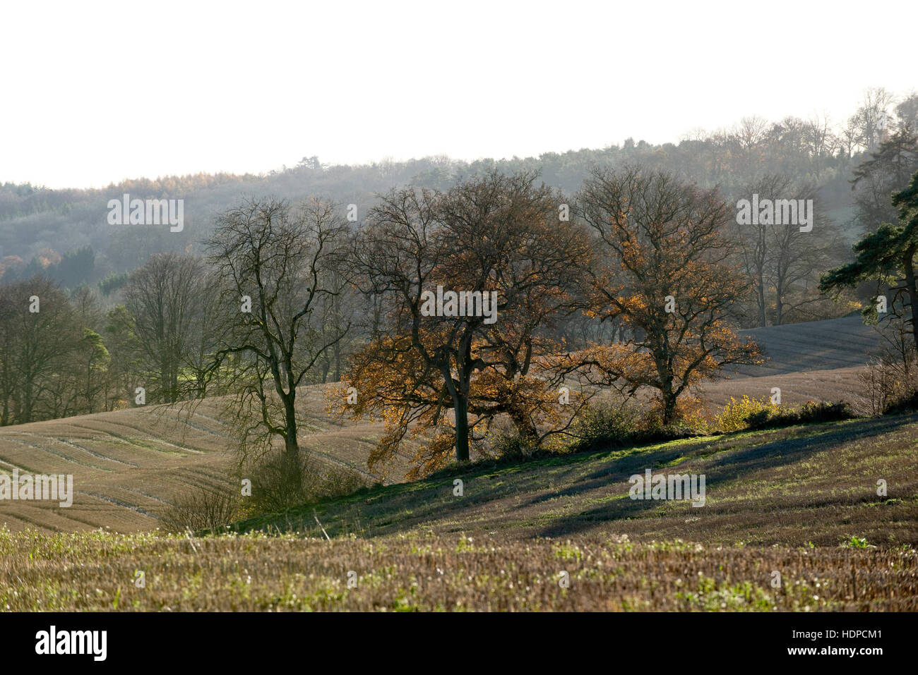 Autumn sunshine on stubble fields and backlit oaks with some autumn colour remaining, Berkshire, November Stock Photo