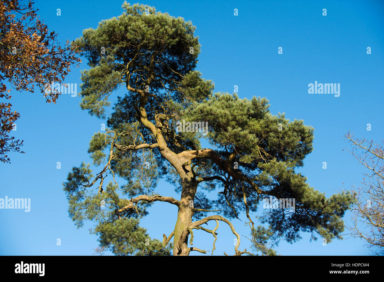 Top growth of a large scots pine tree a survivor of forestry woodland against a blue autumn sky, November Stock Photo