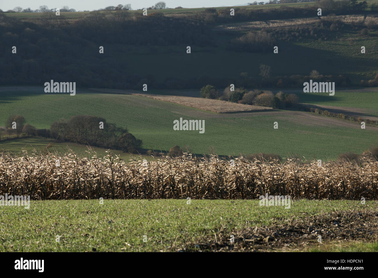 Rolling downland farmland with game crops of maize, seedling cereals and cover, Berkshire, November Stock Photo