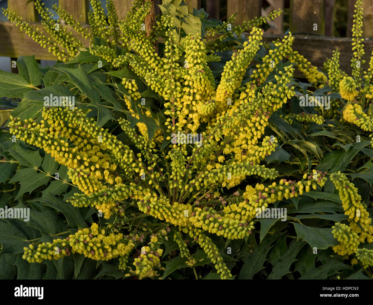 Bright yellow flowers on Mahonia x media 'Winter Sun' late in the year in December Stock Photo