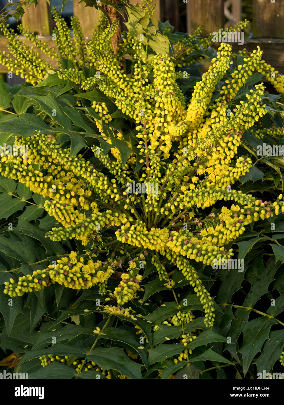 Bright yellow flowers on Mahonia x media 'Winter Sun' late in the year in December Stock Photo
