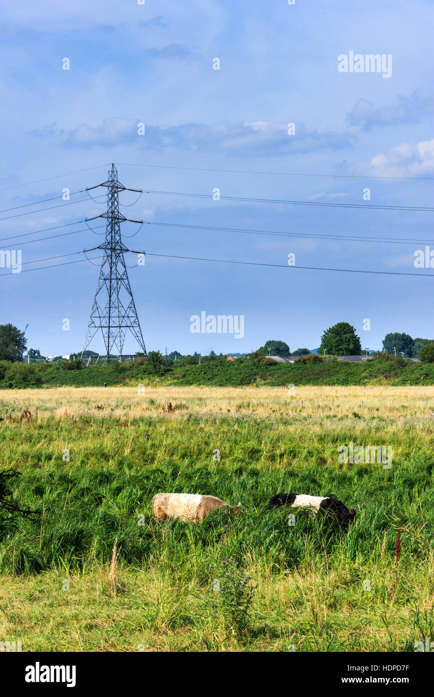 Cattle grazing in a meadow on the Walthamstow Marshes, London, UK, an electricity pylon and power lines in the background Stock Photo