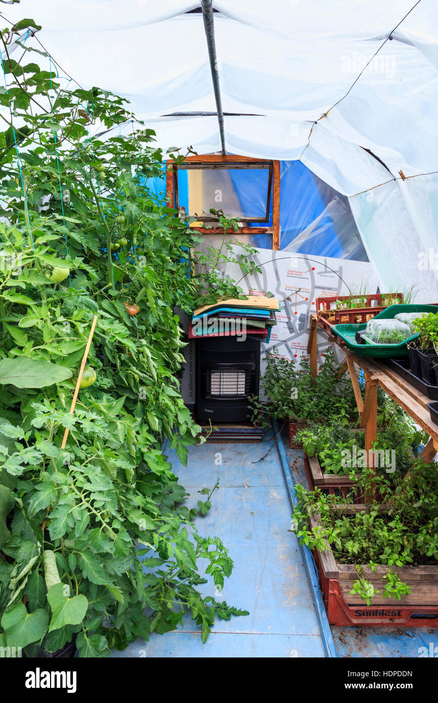 A polytunnel greenhouse in the Skip Garden, a community resource providing a green oasis in the middle of the King’s Cross development, London, UK Stock Photo