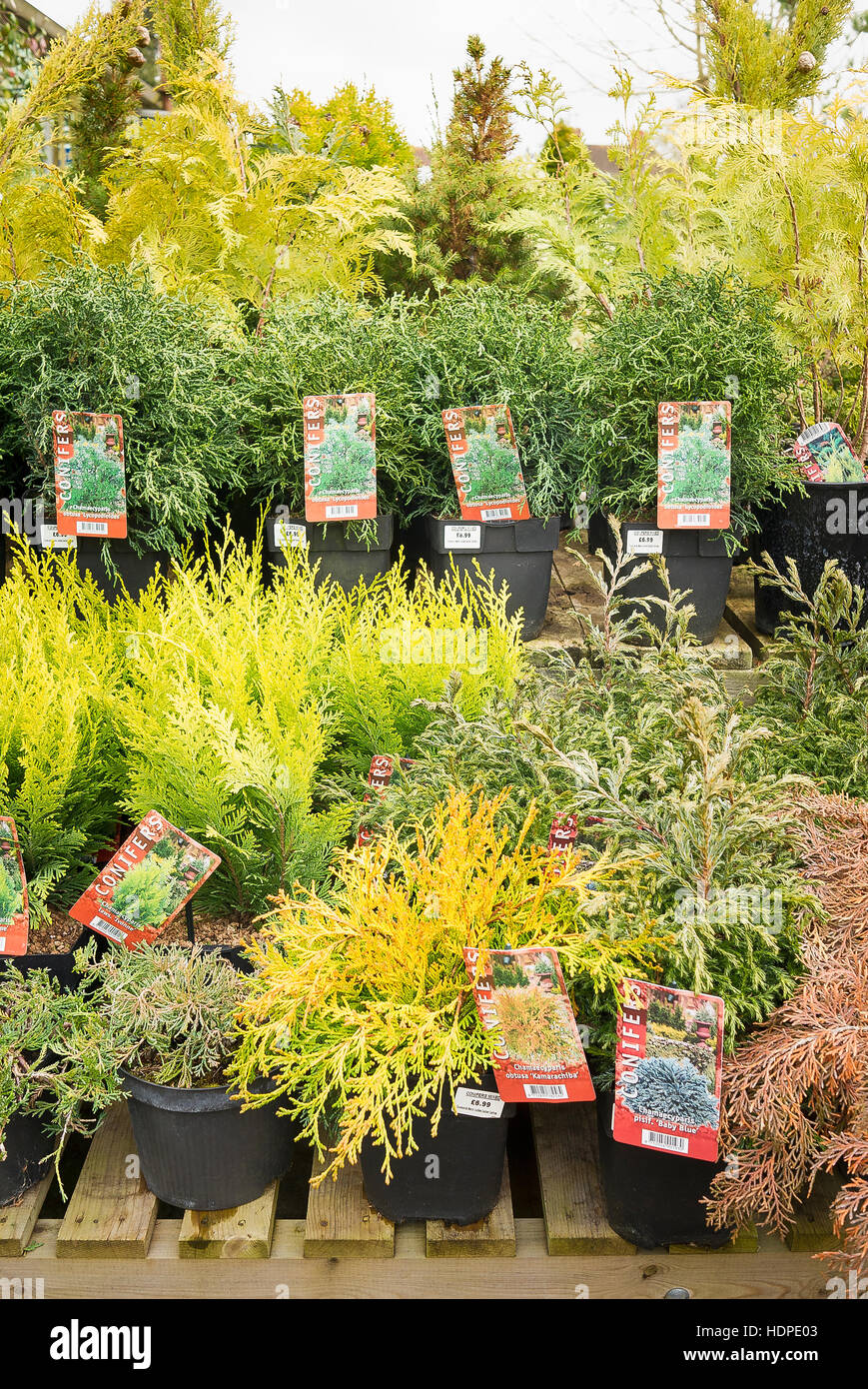 Selection of conifers for sale at a garden centre in UK Stock Photo