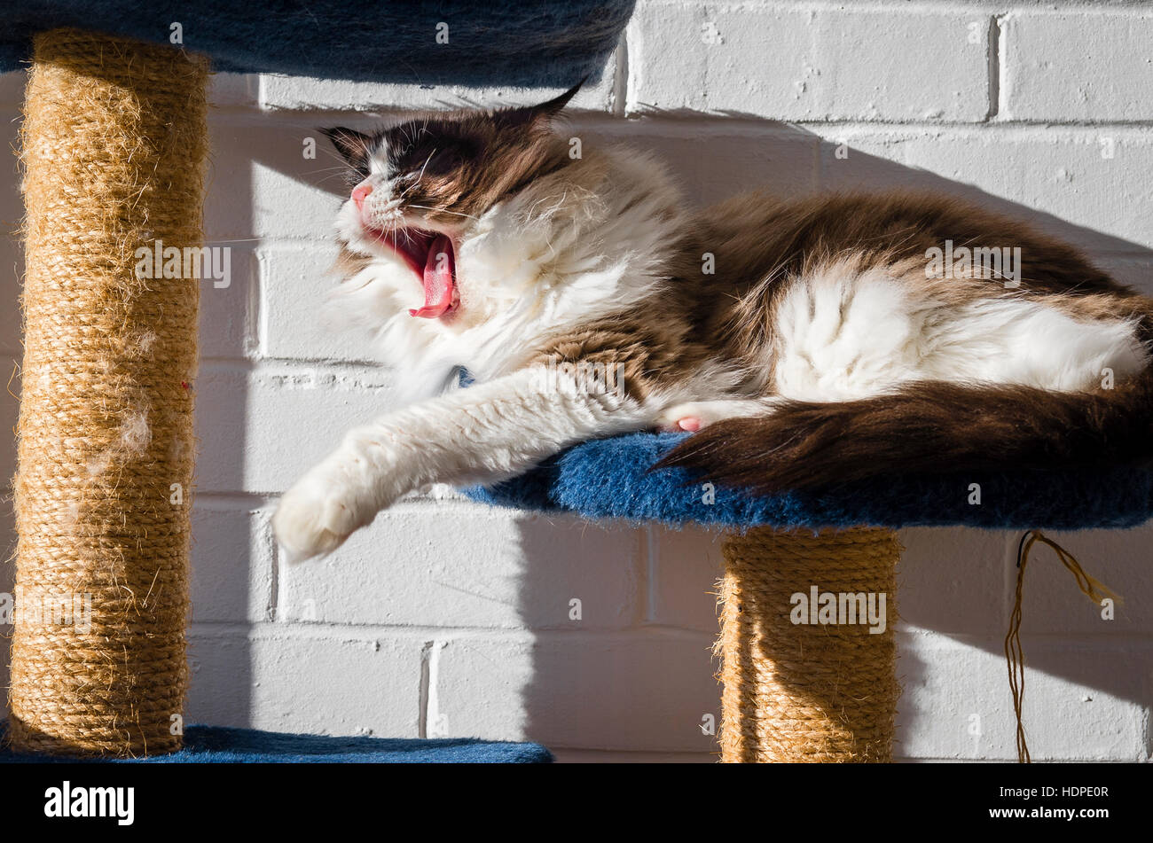 A big yawn. A Ragdoll cat resting on a tower platform in the sunshine indoors Stock Photo