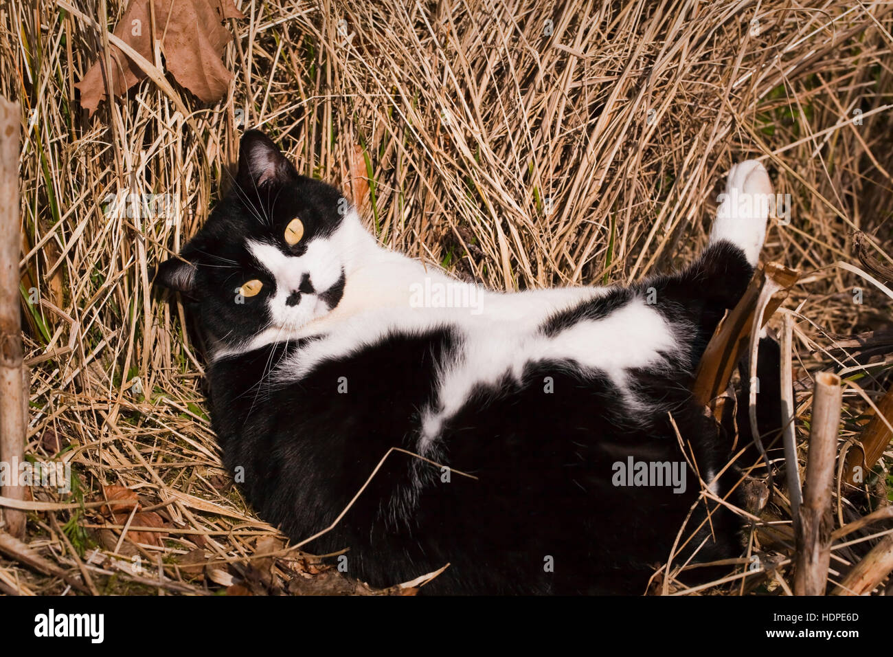 Male, black and white, short-haired, domestic cat with symmetrical markings sunning himself outdoors in a dried grass bed. Stock Photo