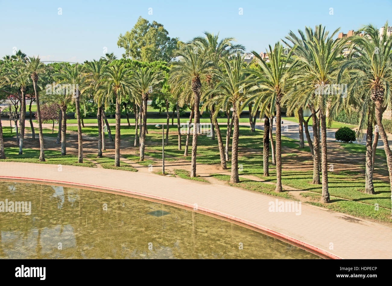 Valencia, Palm Trees in Turia Garden Park In Dry River Bed Stock Photo