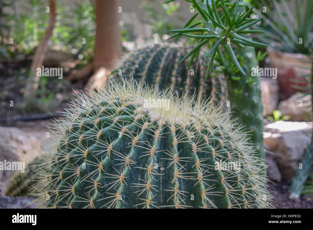 Cactus in botanical garden