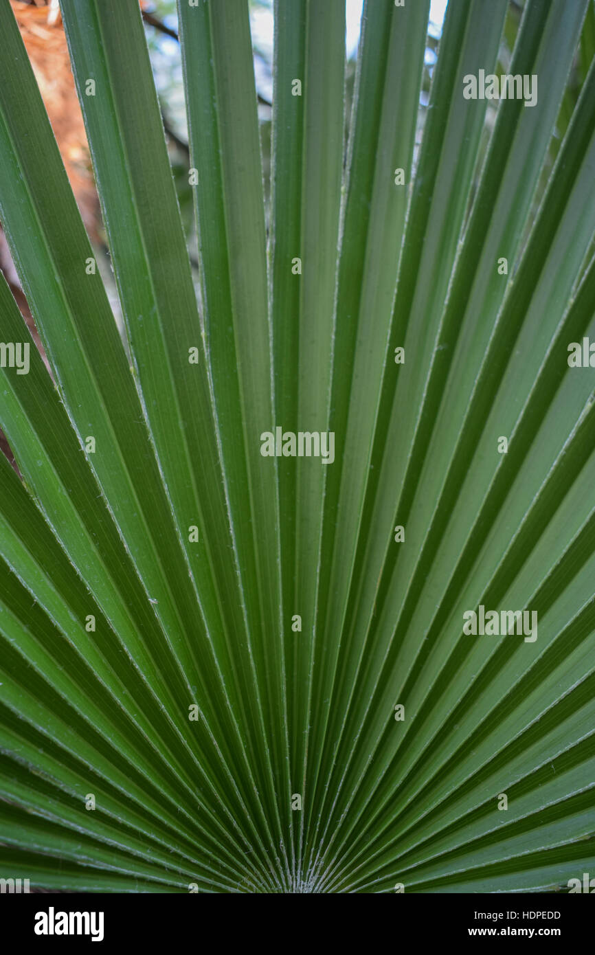Palm branch in botanical garden Stock Photo Alamy