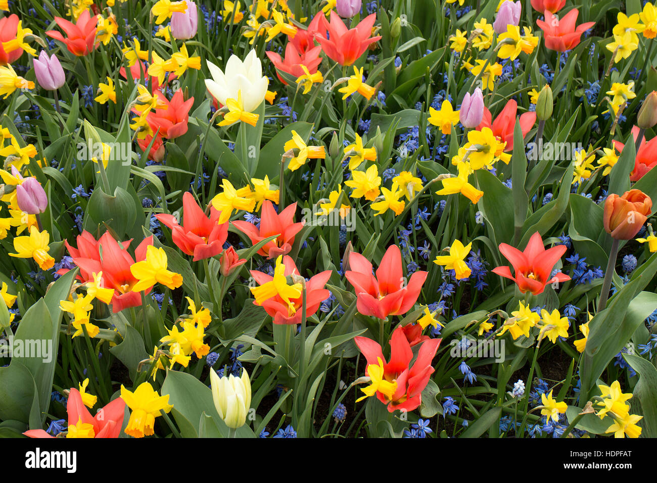 Mixed daffodils hires stock photography and images Alamy