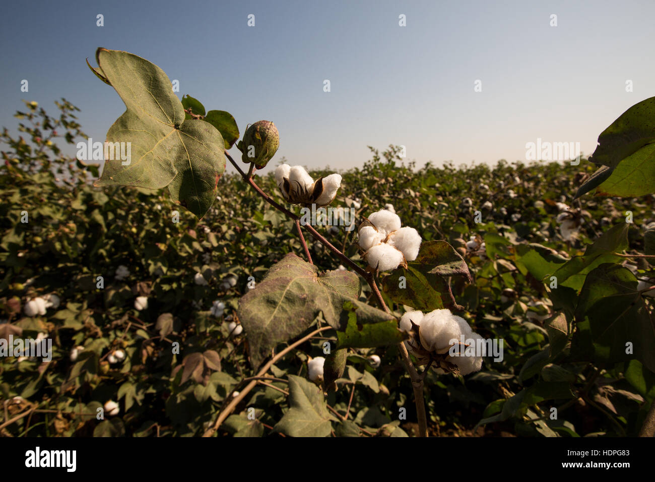 Cotton farm india hires stock photography and images Alamy