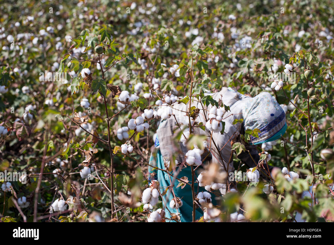India cotton harvest hi-res stock photography and images - Alamy