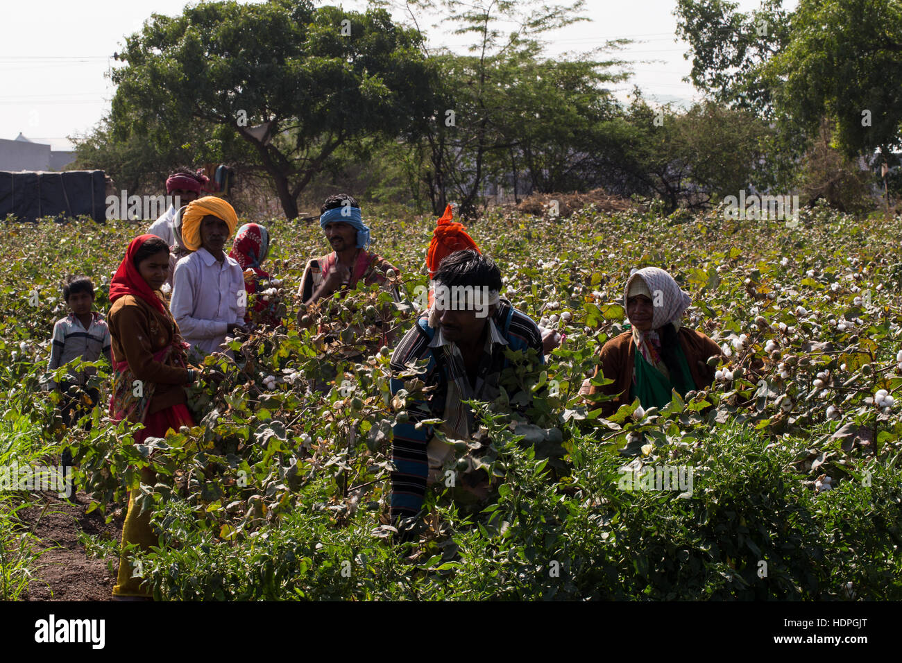 Harvesting cotton hi-res stock photography and images - Alamy