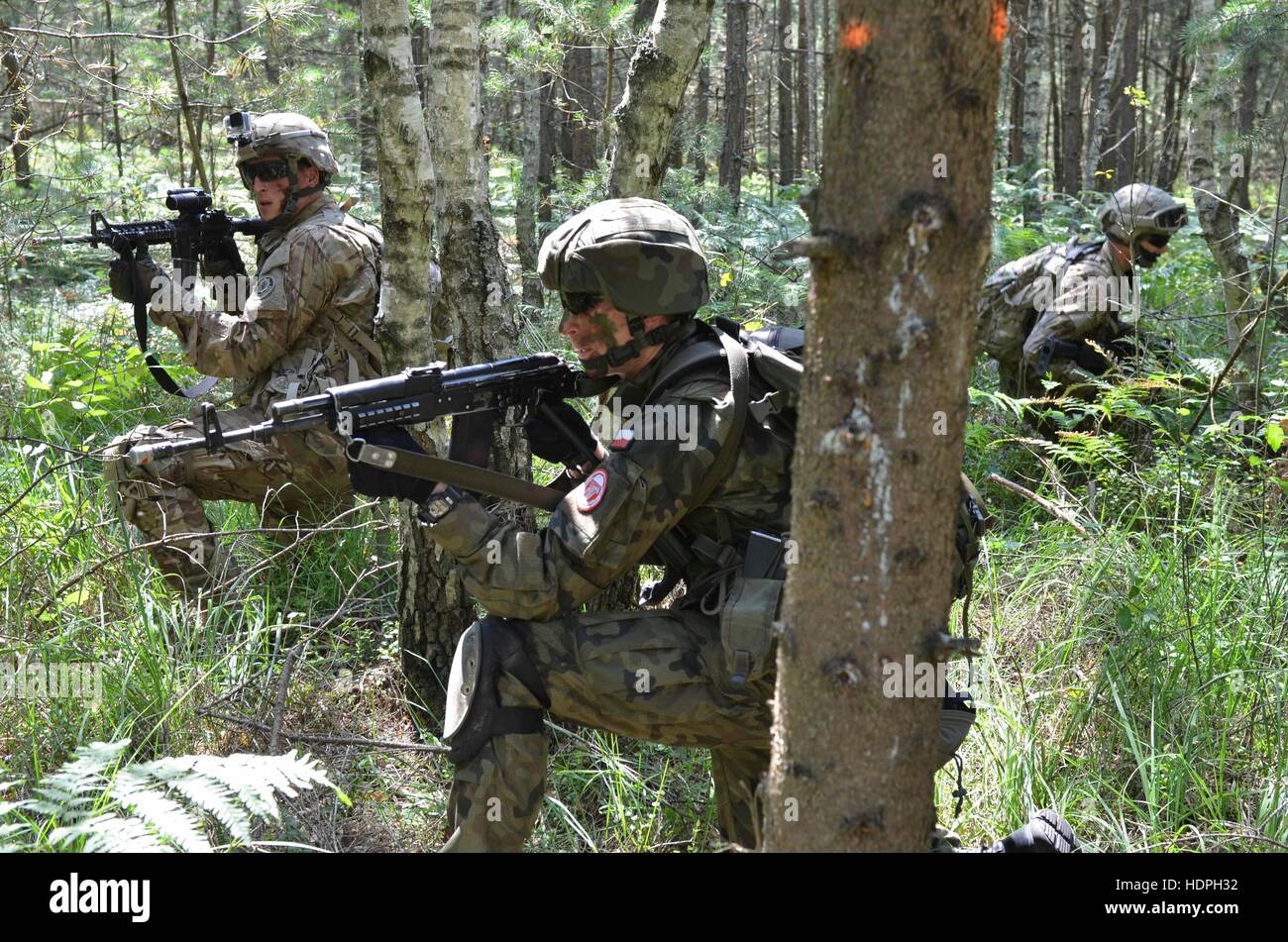 U.S. and Polish soldiers patrol from behind trees in the woods during an Operation Atlantic Resolve training exercise July 17, 2015 in Nowa Deba, Poland. Stock Photo
