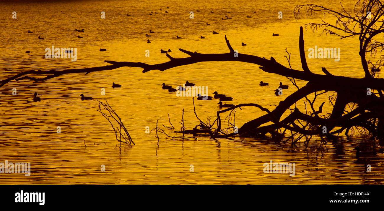 Mallards Anas platyrhynchos group swimming at sunset Stock Photo