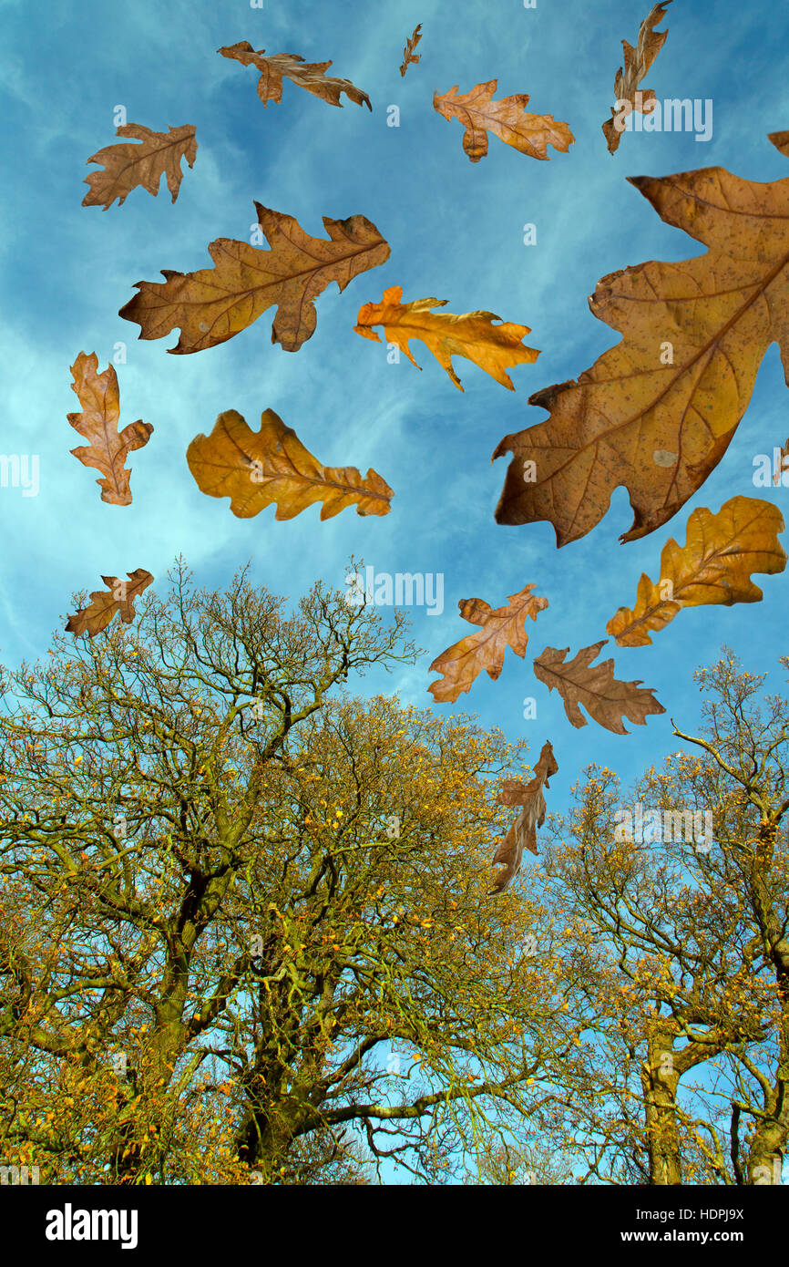 Autumn Leaves Stock Illustration - Download Image Now - Leaf, Oak