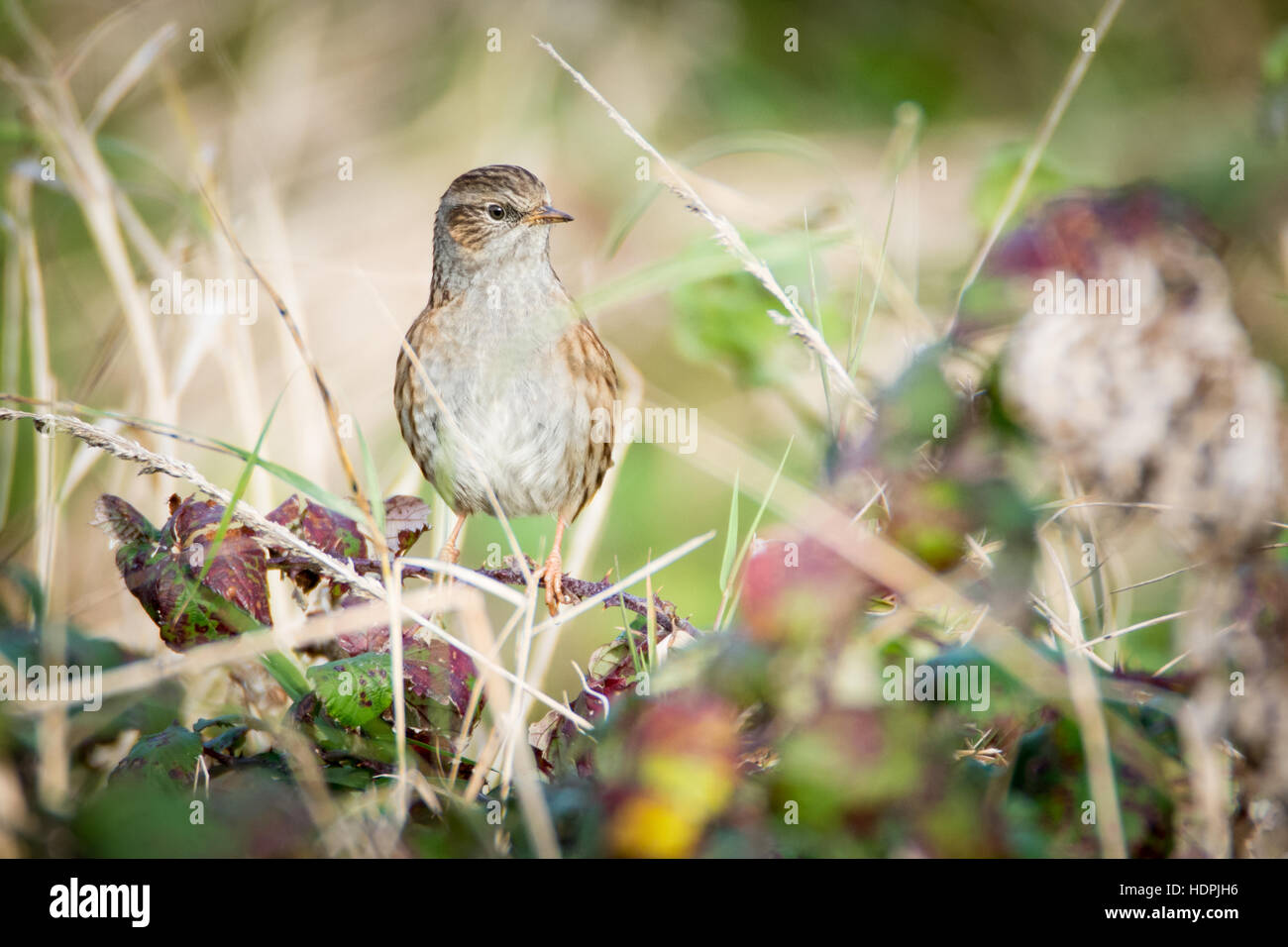 Dunnock (Prunella modularis) bird among brambles Stock Photo