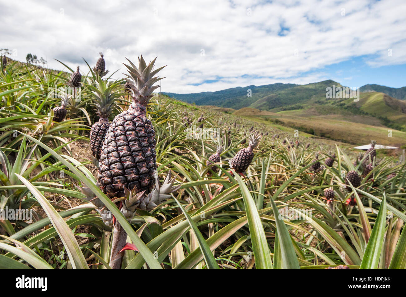 Farming fruit growing pineapples hires stock photography and images Alamy