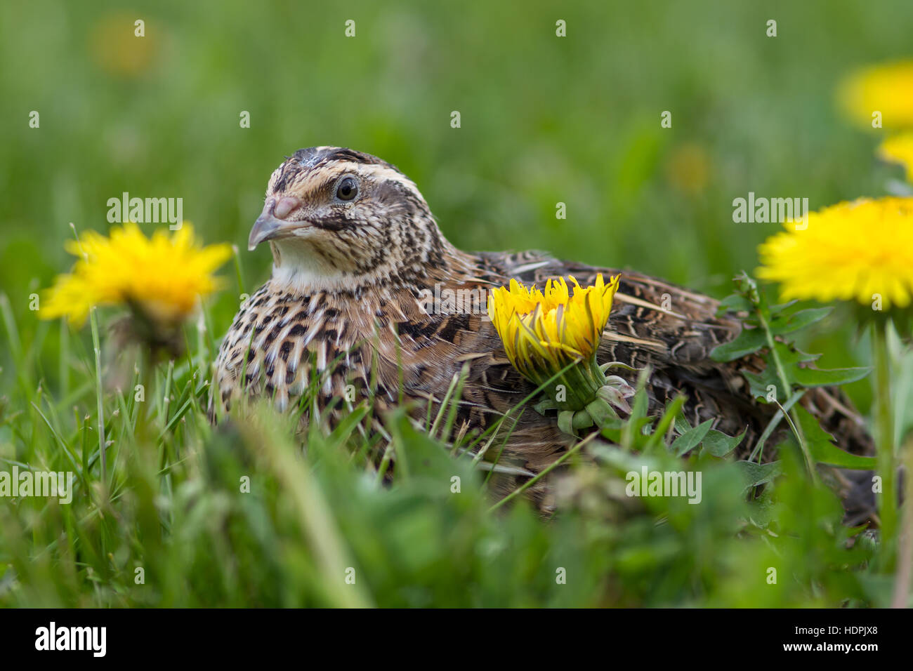 Japanese quail (Coturnix japonica) in a spring meadow Stock Photo