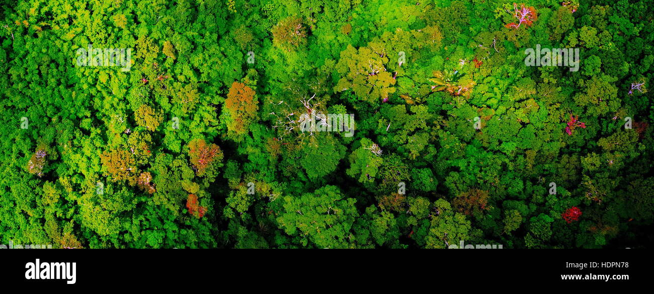 aerial view of the forest Stock Photo - Alamy