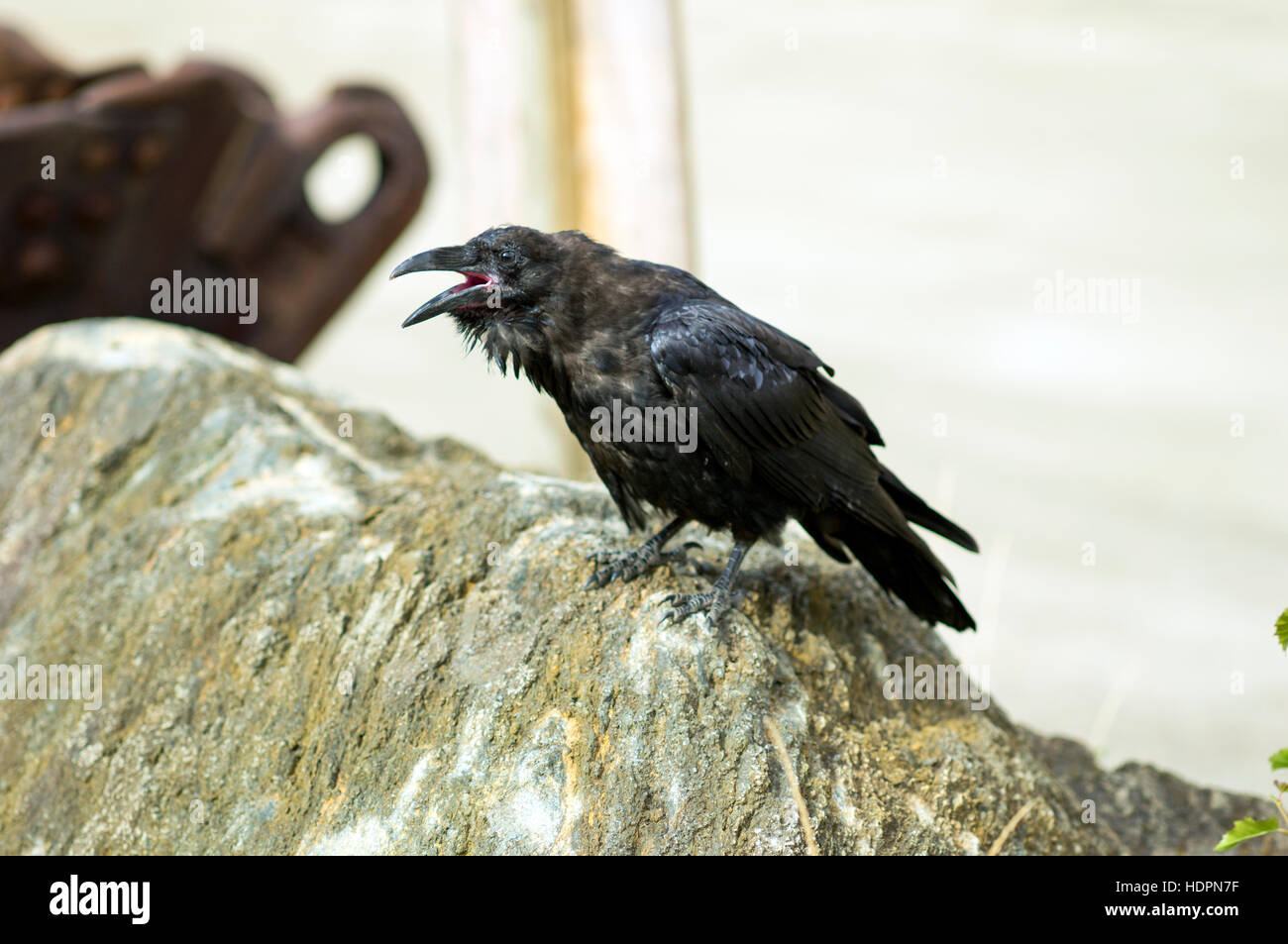 Raven sitting on the rock. Raven our very best song bird. Stock Photo