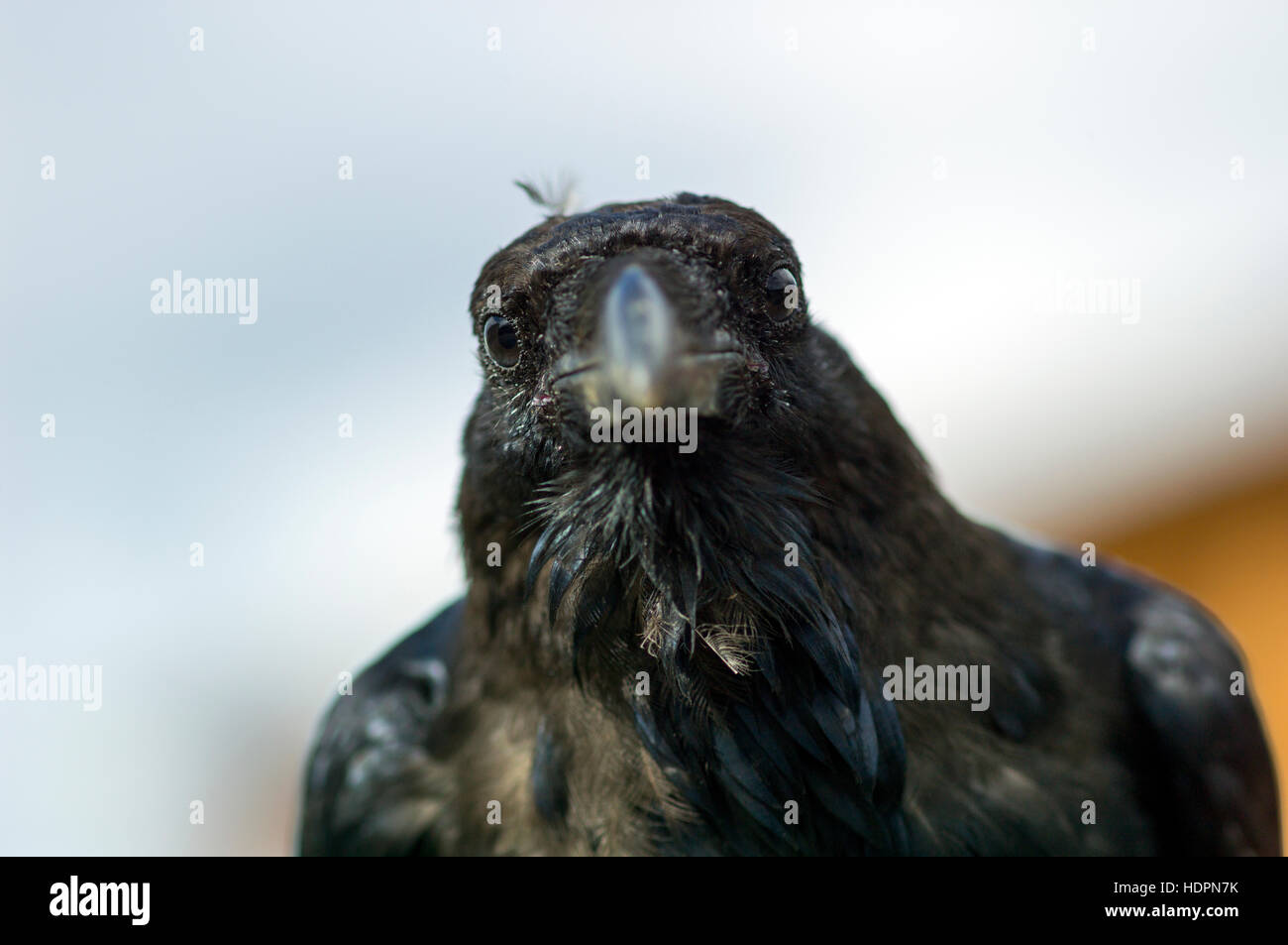 raven beak front view