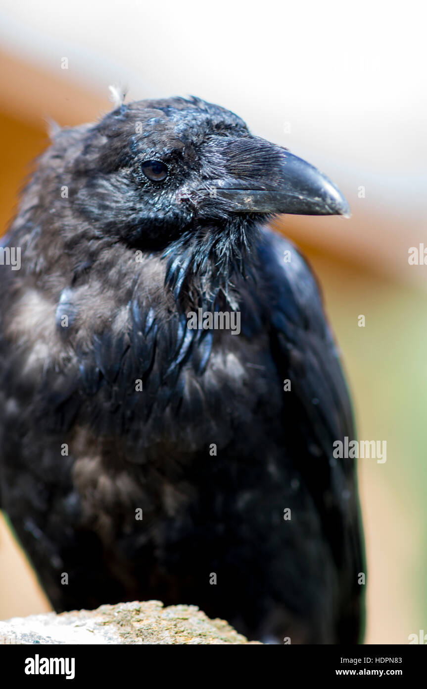 Close up photo of the raven. Stock Photo