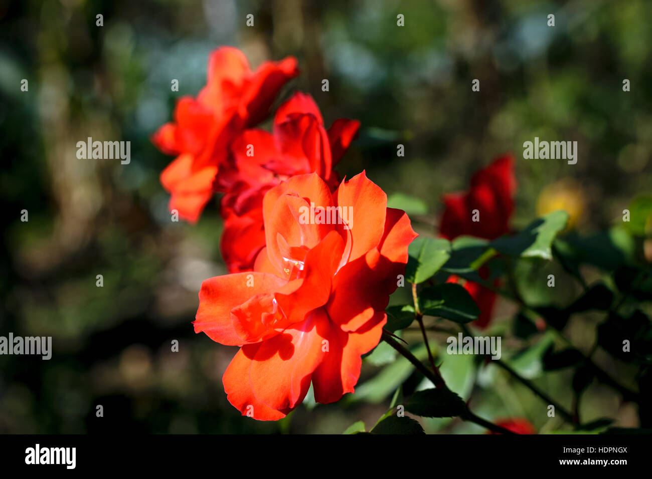 red orange rose - shallow DOF Stock Photo