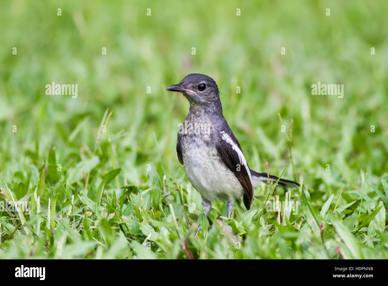 Baby bird - Oriental Magpie-Robin Stock Photo