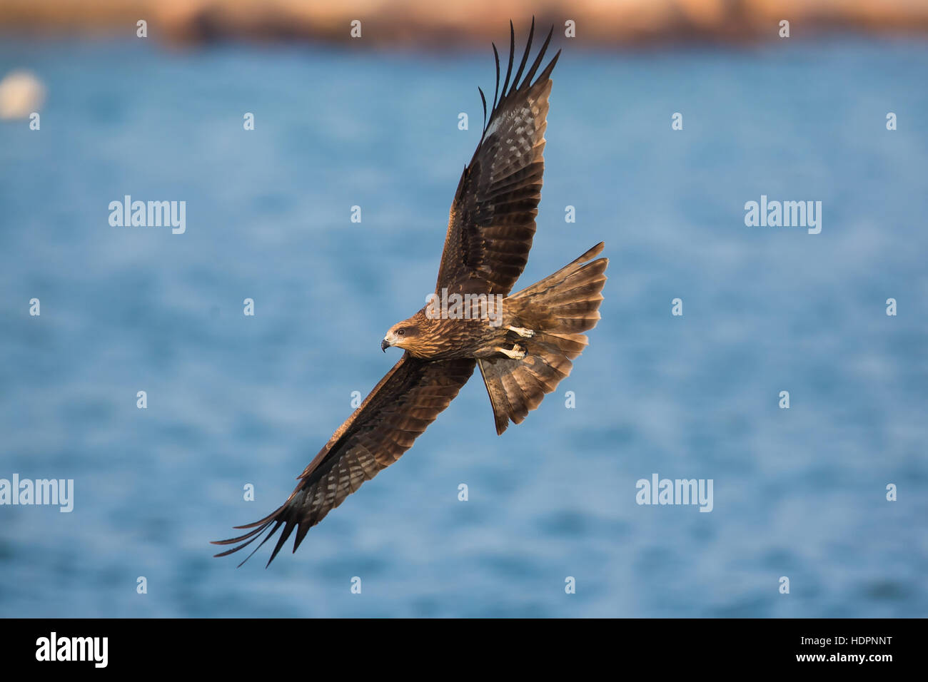 Black kite hong kong hires stock photography and images Alamy