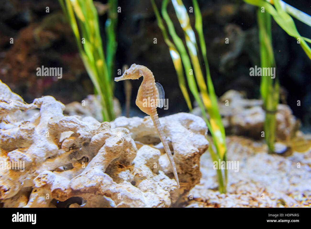The cute Seahorse swimming alone in the water Stock Photo