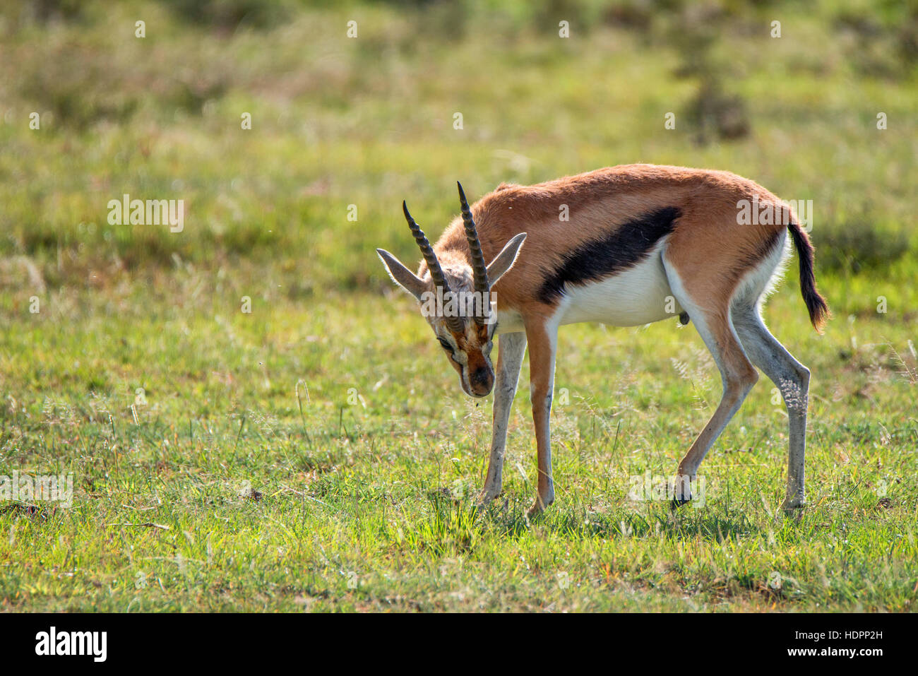 Wild Thompson's gazelle Stock Photo - Alamy