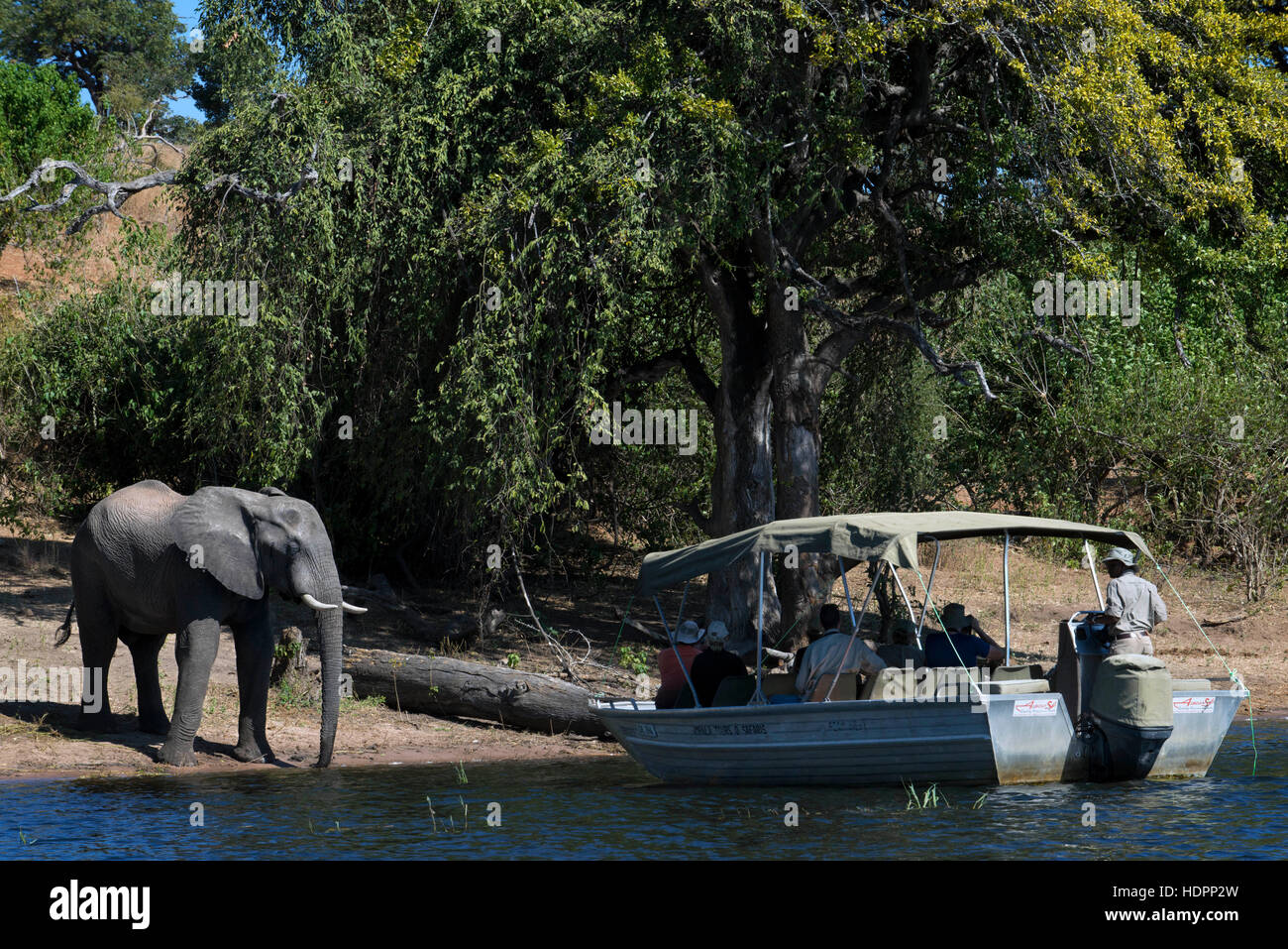 From Victoria Falls is possible to visit the nearby Botswana. Specifically Chobe National Park. Elephants Crossing: River Safari on the Chobe. Out on Stock Photo